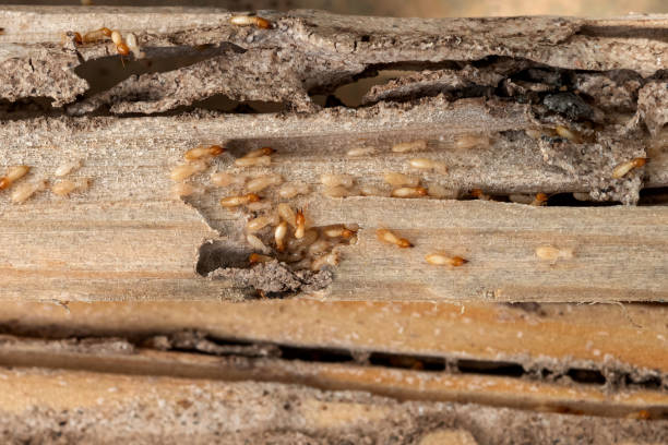 Best Pest Prevention Services  in West End, NY